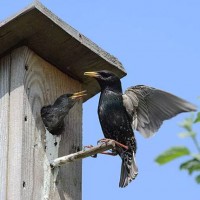 Kako napraviti pravu kućicu za ptice vlastitim rukama: vrste, veličine, crteži, upute