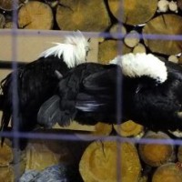 Exhaust hood in a chicken coop: the best ways to arrange a ventilation system in a poultry house